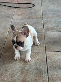 Bulldog francese femmina