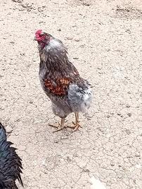 Gallo e gallina auracana