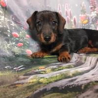 Bassotto femminuccia