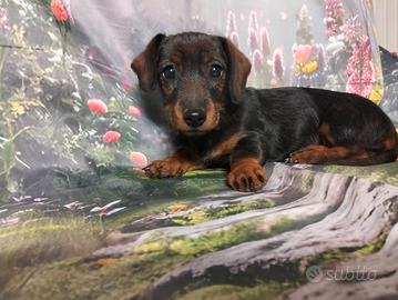 Bassotto femminuccia