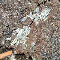 Porcellio laevis "Dalmatian"