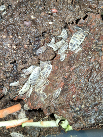 Porcellio laevis "Dalmatian"