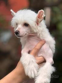 Cuccioli Chinese Crested Dog