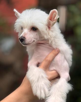 Cuccioli Chinese Crested Dog