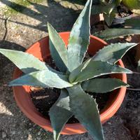 Agave