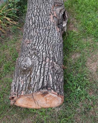 Legna ardere e tronchi