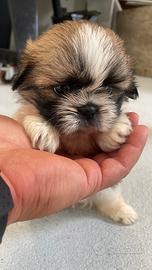 Cuccioli di Shitzu