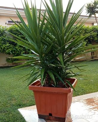 YUCCA in vaso con doppio tronco 