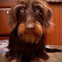 Cane Bassotto Tedesco