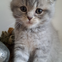 Scottish Fold