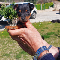 Cucciolo di Pinscher