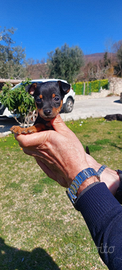 Cucciolo di Pinscher