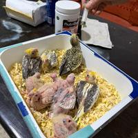 Pappagalli Calopsite ALLEVATI A MANO