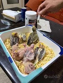 Pappagalli Calopsite ALLEVATI A MANO