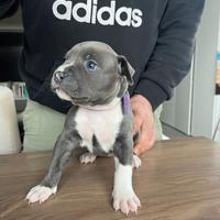 Amstaff blu
