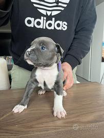Amstaff blu