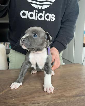 Amstaff blu