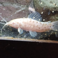 Rarissimi pesci gatto pulitori albini