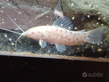 Rarissimi pesci gatto pulitori albini
