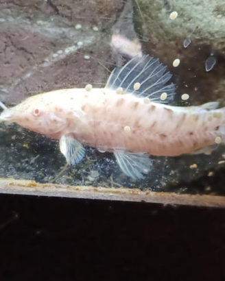 Rarissimi pesci gatto pulitori albini