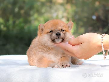 Cuccioli di Shiba Inu Disponibili