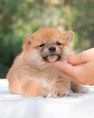 Cuccioli di Shiba Inu Disponibili