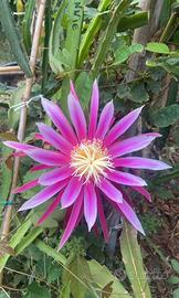 Pianta pitaya frutto del drago