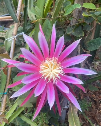 Pianta pitaya frutto del drago