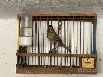 Ibrido di cardellino con canarina