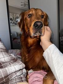 Golden retriever