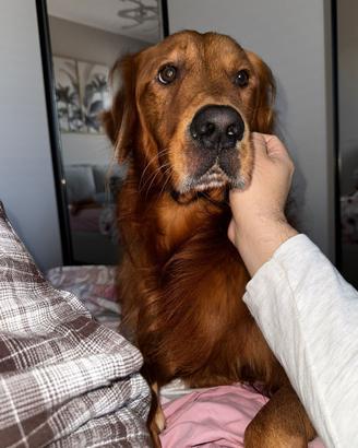 Golden retriever