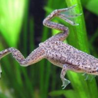 Rana d'acquario