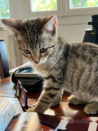 Piccoli gattini