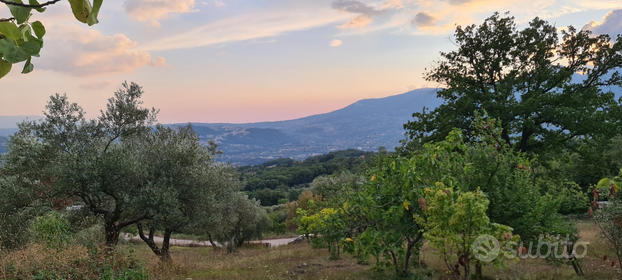 Terreno agricolo adatto alla piantagione