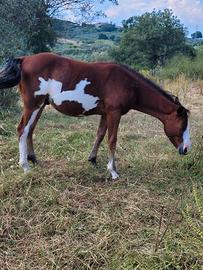 Cavallo paint