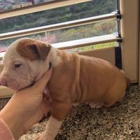 Cuccioli amstaff