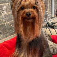 Yorkshire per monta