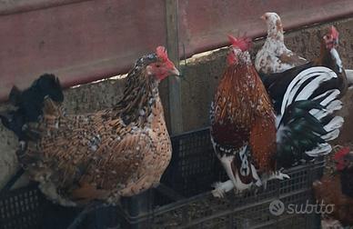 Galline ornamentali
