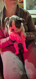 Cuccioli bulldog francese