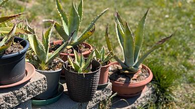 Agave sisalana