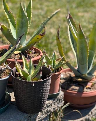 Agave sisalana