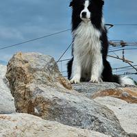 Border collie