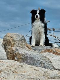 Border collie