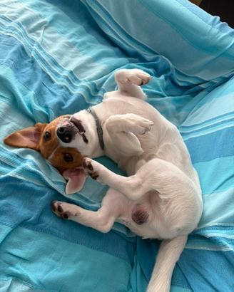 Jack Russelll