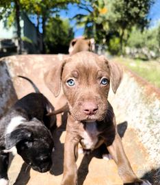 Pitbull terrier