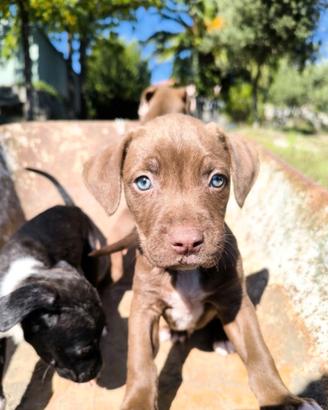 Pitbull terrier