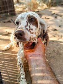 Setter Inglese
