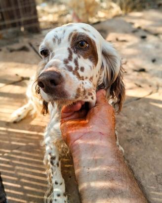 Setter Inglese