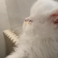 Persiani iper tipici