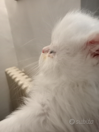 Persiani iper tipici